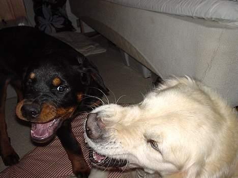 Rottweiler Nala - Dejligt at slås lidt med storebror Buller billede 4