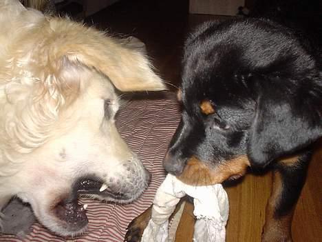 Rottweiler Nala - Måtte jeg ik ta´ sokken?? billede 6