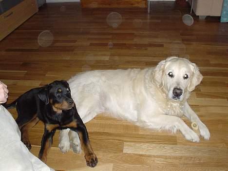 Rottweiler Nala billede 7