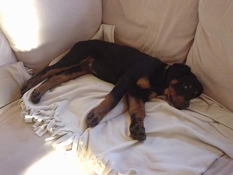 Rottweiler Nala billede 8