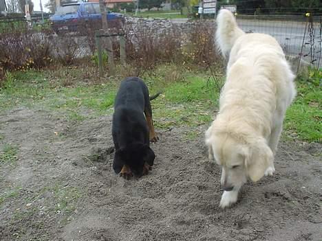 Rottweiler Nala - Helt sikre på at det var her omkring benet var!  billede 9