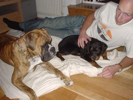 Rottweiler Nala - Sammen med fætter Conrad og onkel Daniel!  billede 10