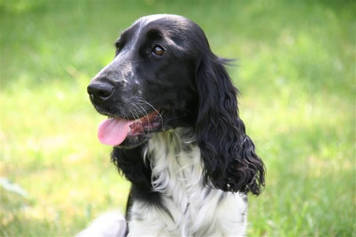 Cocker spaniel Freya billede 1