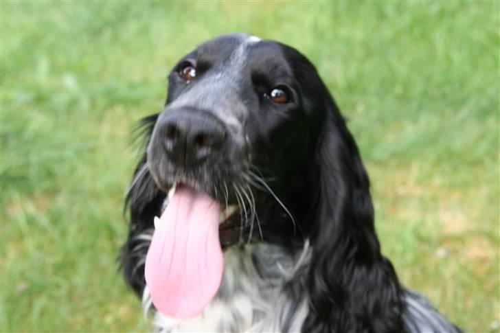 Cocker spaniel Freya billede 2