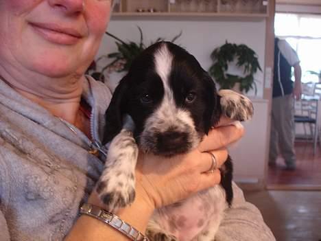 Cocker spaniel Freya - Her er jeg så. Hej hej billede 3