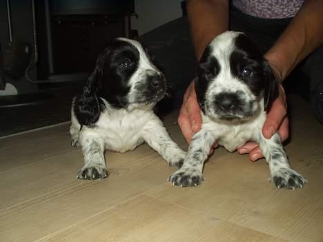 Cocker spaniel Freya - Det er mig til venstre sammen med min lilesøster. billede 4