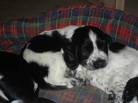 Cocker spaniel Freya - Zzzzzzzz billede 5