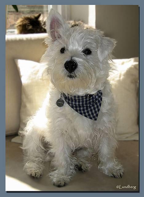 West highland white terrier Chewbacca - Chewbacca ½ år - April 2006 billede 1