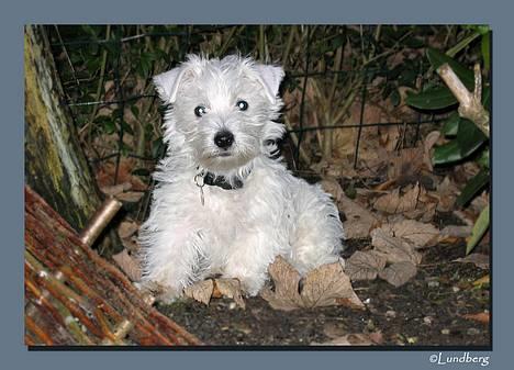 West highland white terrier Chewbacca - Chewbacca - 10 uger gammel  billede 2