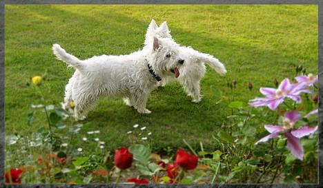 West highland white terrier Chewbacca - 25. juni - Chewbacca & søster Fie billede 3
