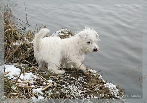 West highland white terrier Chewbacca - 4. marts - Chewbacca næsten 18 uger gammel - Ved Gudenåen billede 4