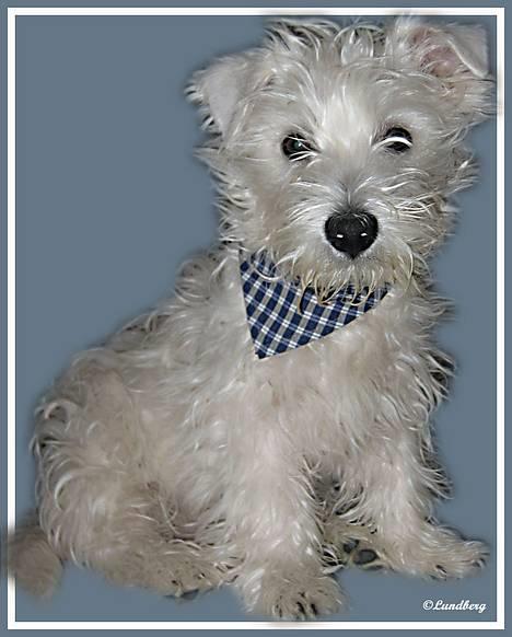 West highland white terrier Chewbacca - Chewbacca ca. 10 uger gammel billede 5