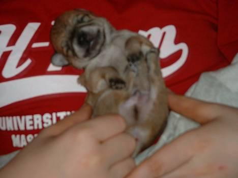 Chihuahua Samson billede 4