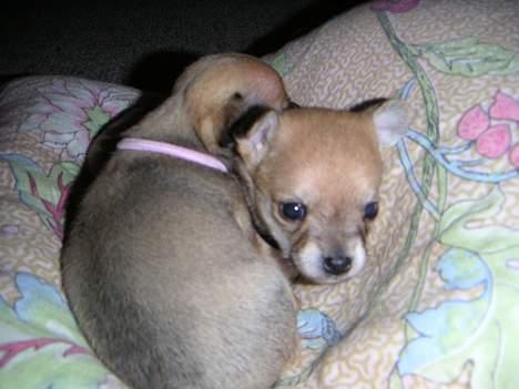 Chihuahua Samson billede 5