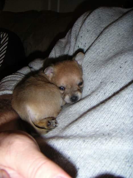 Chihuahua Samson billede 6