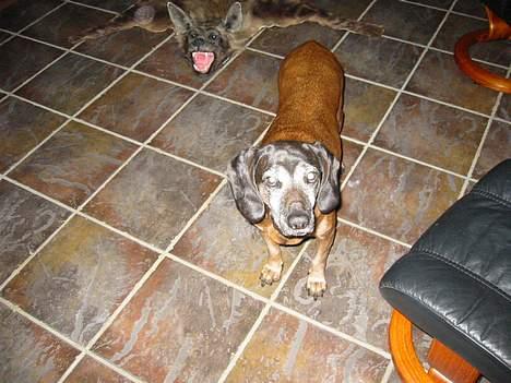 Bayersk vildtsporhund Arina - Davs du... billede 1