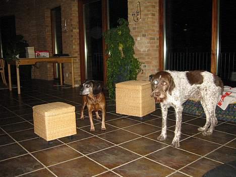 Bayersk vildtsporhund Arina - Hende og hendes mand Rufus... billede 2