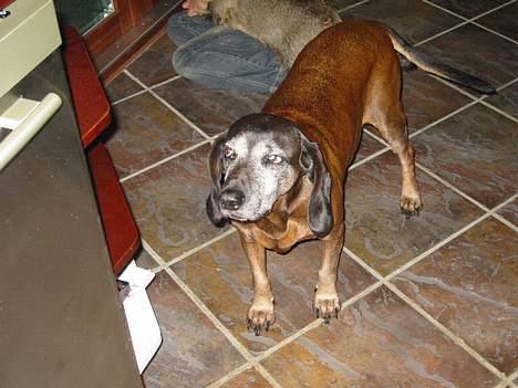 Bayersk vildtsporhund Arina - Vuf vuf billede 3