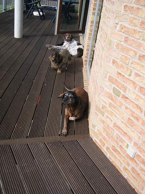 Bayersk vildtsporhund Arina - Rufus, Kozak og Arina tager lige lidt sol... billede 4