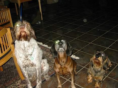 Bayersk vildtsporhund Arina - Rufus, Arina og Kozak, de tre bedste venner... billede 5