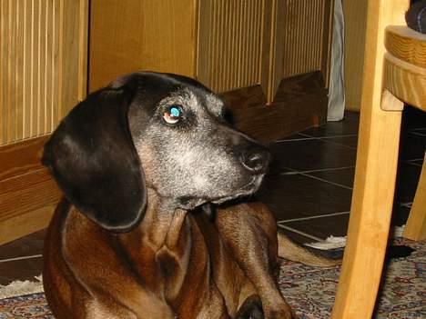 Bayersk vildtsporhund Arina - Du smuk skat... billede 6