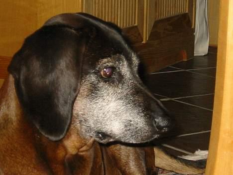 Bayersk vildtsporhund Arina - Syndt det skulle ende jeg elsker dig stadig <33 billede 7