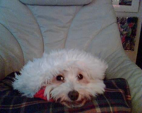 Coton de tulear Bella Banini - Hendes dejlige NISSEHUE  billede 3