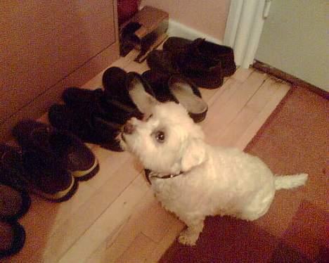 Coton de tulear Bella Banini - Gå tur.. JUBIII billede 4