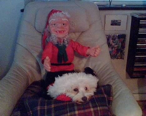 Coton de tulear Bella Banini - Ihh den dumme nisse... billede 5