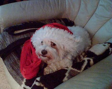 Coton de tulear Bella Banini - Se min nissehue.. er den ikke fin? billede 6