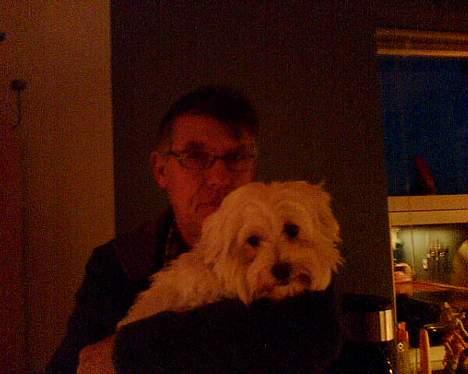 Coton de tulear Bella Banini - Bella & far <33 billede 7