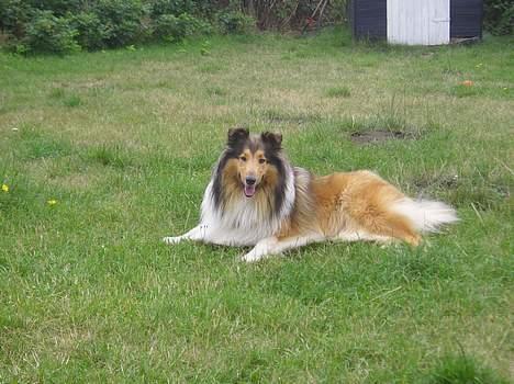 Collie langhåret Nelly (Nellepigen) - Nellepigen nyder haven... og livet.. billede 8