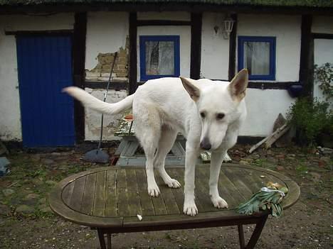 Hvid schæfer Humle - Hva siger du? må man nu ikke stå her oppe?? billede 11