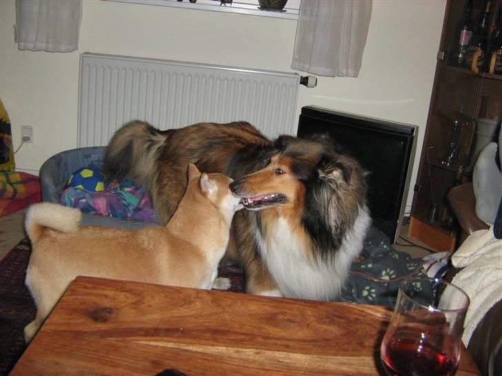 Collie langhåret Nelly (Nellepigen) - Hva´ så... Shiko... skal vi lege ??? eller hva´ ?? billede 9
