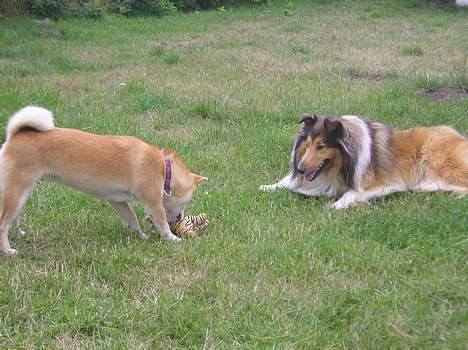 Collie langhåret Nelly (Nellepigen) - Kom lidt nærmere... lidt længere....lidt længere... billede 10
