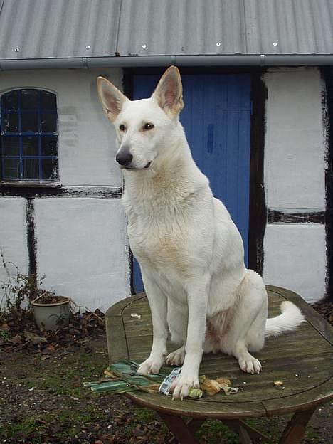 Hvid schæfer Humle billede 12