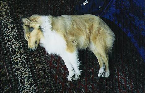 Collie langhåret Nelly (Nellepigen) - Sådan ser en 6 mdr´s hvalp ud efter sit første møde i collieklubben... billede 11