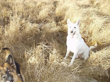 Hvid schæfer Humle - Se hvor hvid jeg er ;D billede 13