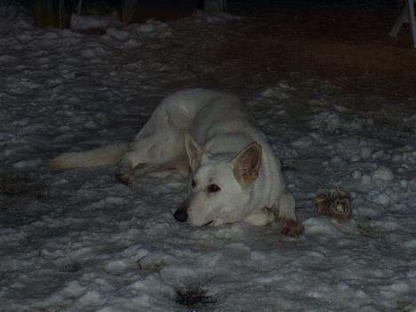 Hvid schæfer Humle - En dejlig slapper ude i sneen billede 14