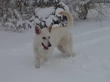 Hvid schæfer Humle billede 15