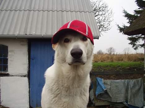 Hvid schæfer Humle - Jaaahh når man ikke har nogen nisse hue, såå må man jo improvisere billede 16