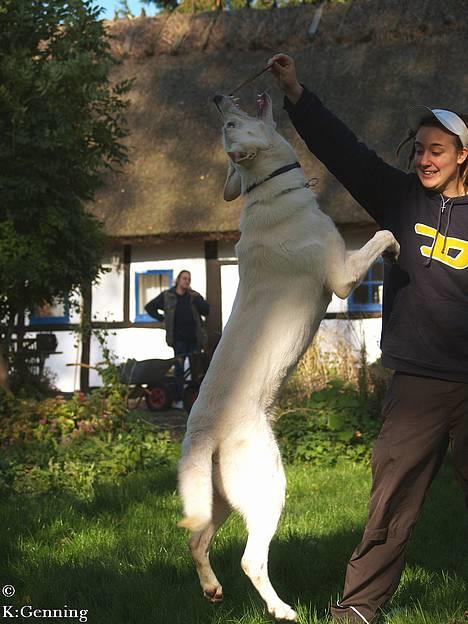 Hvid schæfer Humle - Ja.. jeg ser så ikk så begavet ud hehe billede 17