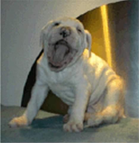 Amerikansk bulldog Østergårds Druzilla R.I.P - en lille tyk zille billede 5