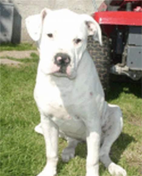 Amerikansk bulldog Østergårds Druzilla R.I.P - hvem , mig ? neeeej...... billede 6