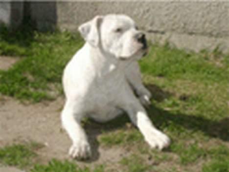 Amerikansk bulldog Østergårds Druzilla R.I.P - solen skinner :) <3 billede 7