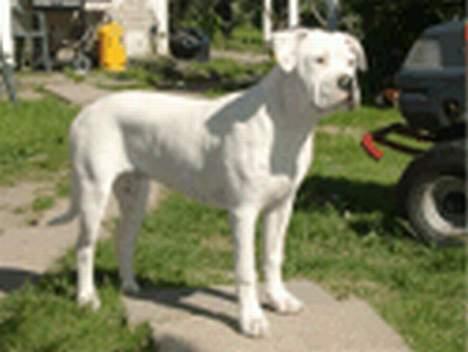 Amerikansk bulldog Østergårds Druzilla R.I.P - kommer der nogen ? billede 8