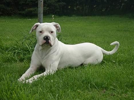 Amerikansk bulldog Østergårds Druzilla R.I.P - sir´ du jeg er sød ?  billede 9