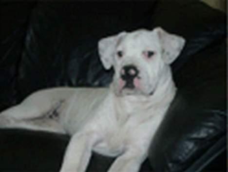 Amerikansk bulldog Østergårds Druzilla R.I.P billede 10