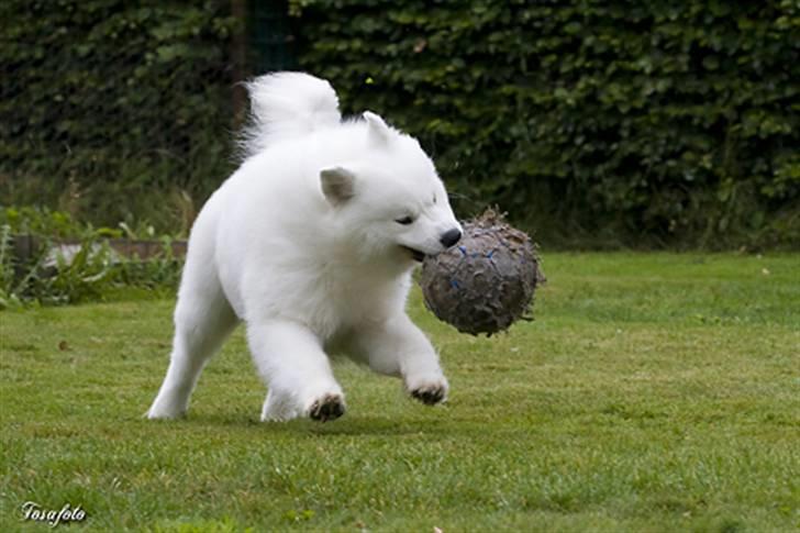 Samojedhund Cabaka´s GioVanni  - Hvor er det bare skønt med en stor have:-) billede 12