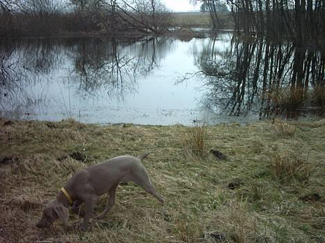 Weimaraner Ronja - På tur ved søen...  billede 16